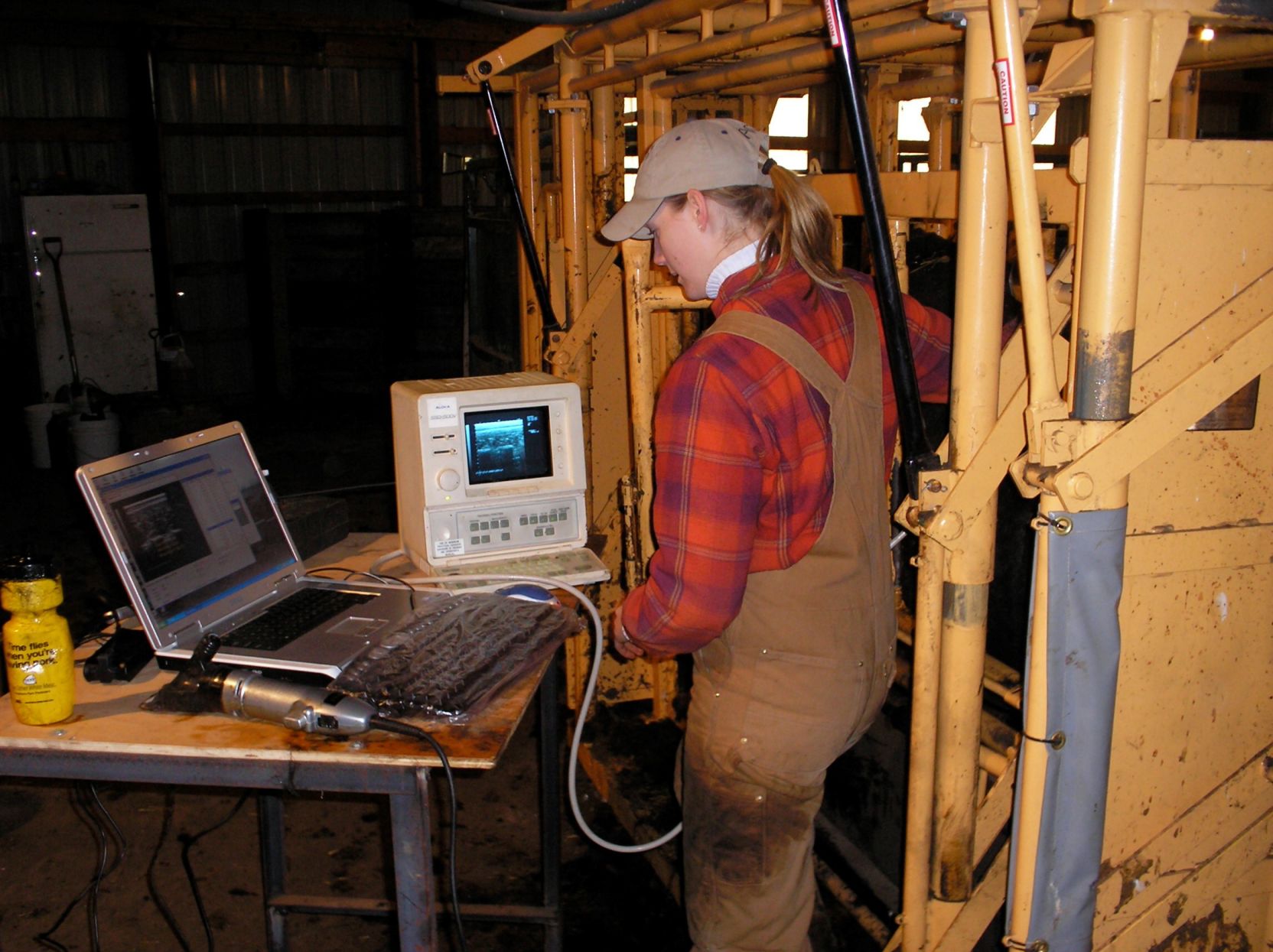 Cattle ultrasound